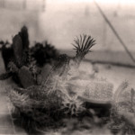 cactus 03 – sepia – baja Version 2