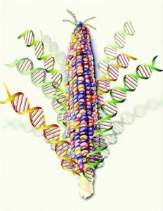 Genética del maíz