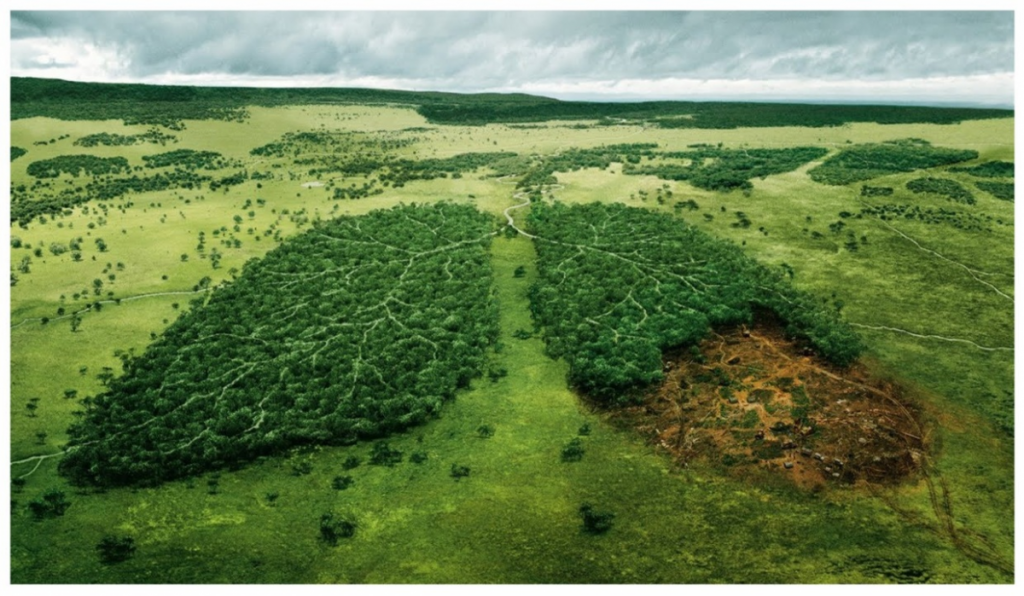 Foto 5 - Deforestación