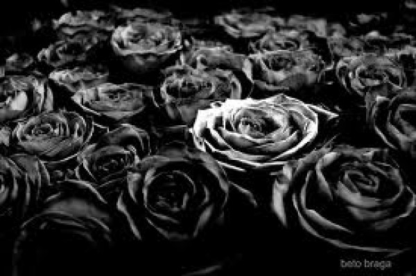 jardín de rosas negras - El Anartista
