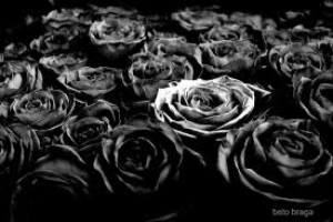 jardín de rosas negras