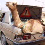 camellocofre