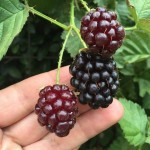 BRIEGERFRUTA2