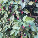 BRIEGERFRUTA3