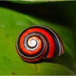 IMAGEN 1Polymita picta caracol pintado arcoiris 3 (1)