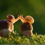 IMAGEN 3  macrofotografia-caracoles