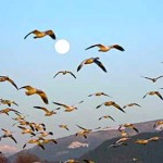 AVES QUE VUELAN