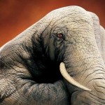 arte-con-los-dedos-body-painting-16-e1269419048677