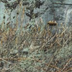 kieffer Morgenthau Plan – detalle- 2013