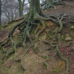 tree_roots_by_d4e0rd1