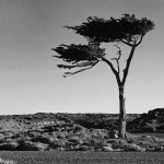 Zimmermann,M. «Lenga. Punta Loyola, Santa Cruz»