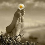 margarita a tus pies – JJStork