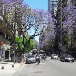 cemento en flor  – HAP