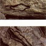 Ana Mendieta. Sin título. México, 1980.