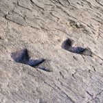 l¿kohan8 huellas de dinosaurio, la rioja