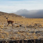 guanaco de la estepa austral. Santa Cruz