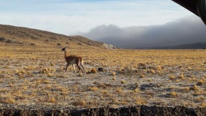 guanaco de la estepa austral