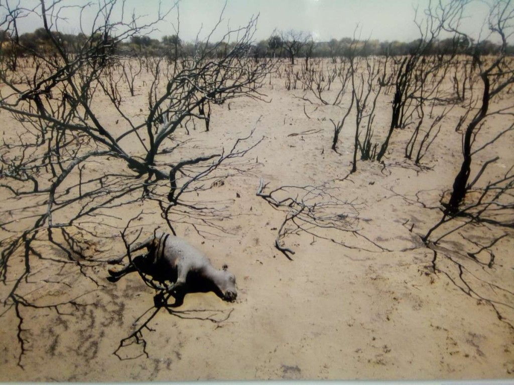 Luna Maximiliano. La Pampa 7 de Enero, de 2017. Ternero alcanzado por el fuego que arrasó cientos de campos en la Provincia de La Pampa