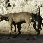 Oscar Pintor. «Rodeo. San Juan». 2009