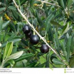 escena-de-la-noche-104346348