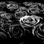 jardín de rosas negras