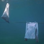 Mathieu Gpussi, Hortensele Calvezs.