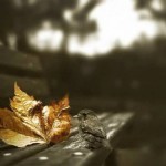 48423307_1995925407367217_2002169472558825472_n