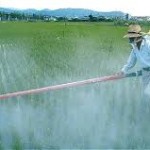 FUMIGACIÓN CON GLIFOSATO1