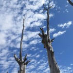 majestuosos, árboles y cielo