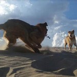 Perros y Sombras, foto de Bernardino Ávila