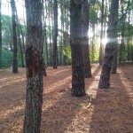 Bosque