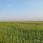 El Campo y sus Trigales, Liliana Galimberti