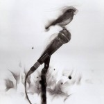 Steven Spazuk. «Realimentación».