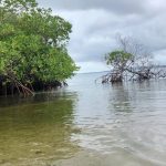 Villalba3, Manglares de la isla del sol, Colombia, Carolina Diéguez
