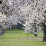 campos-de-flores-quinta-de-molinos