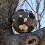27551535-un-balón-de-fútbol-en-un-árbol