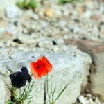 Iván10 Flore entre las ruinas del castillo de San Nicolás, Francia, marsella