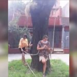 el-gobierno-la-ciudad-intento-talar-un-arbol-y-una-mujer-se-encadeno-evitarlo