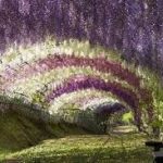 lita, túnle de flore de glicina en Japóns