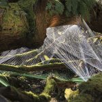 lijalad7 Sebastien Preschoux