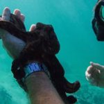 Mi maestro el pulpo I