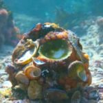 Mi maestro el pulpo II