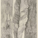 F_11 en su historia natural